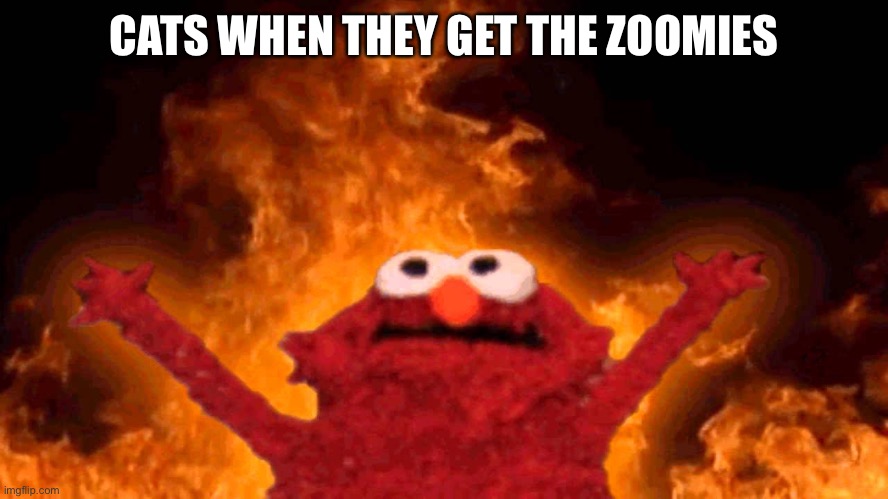 elmo fire | CATS WHEN THEY GET THE ZOOMIES | image tagged in elmo fire | made w/ Imgflip meme maker