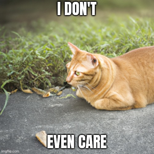 Who cares? | I DON'T; EVEN CARE | image tagged in careless cat | made w/ Imgflip meme maker