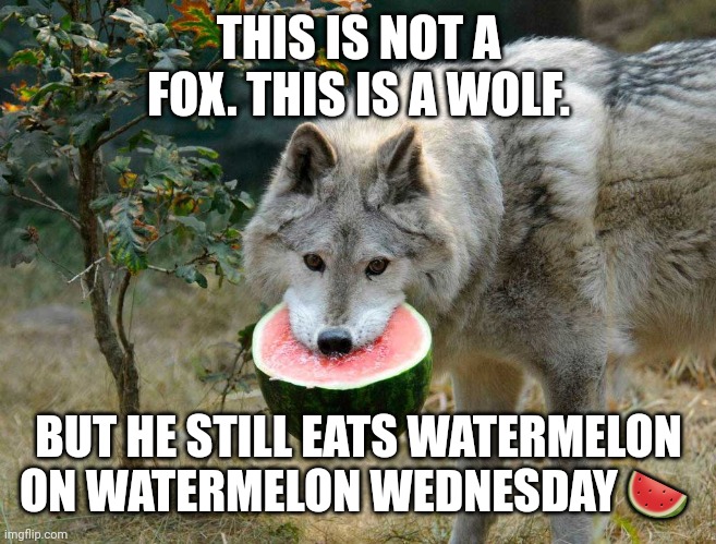 Important fox facts | THIS IS NOT A FOX. THIS IS A WOLF. BUT HE STILL EATS WATERMELON ON WATERMELON WEDNESDAY 🍉 | image tagged in watermelon wolf,fox | made w/ Imgflip meme maker