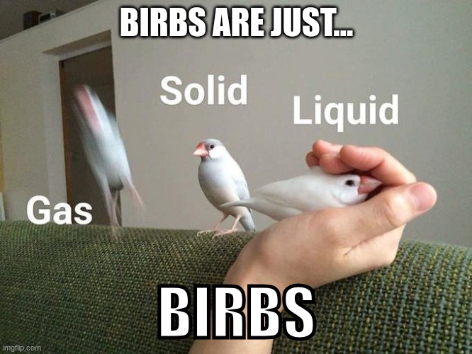 BIRBSBIRBSBIRBSBIRBSBIRBSBIRBSBIRBSBIRBSBIRBSBIRBSBIRBSBIRBSBIRBSBIRBSBIRBSBIRBSBIRBSBIRBSBIRBSBIRBSBIRBSBIRBSBIRBSBIRBSBIRBSBIR | BIRBS ARE JUST... BIRBS | image tagged in birb,gas,solid,liquid | made w/ Imgflip meme maker