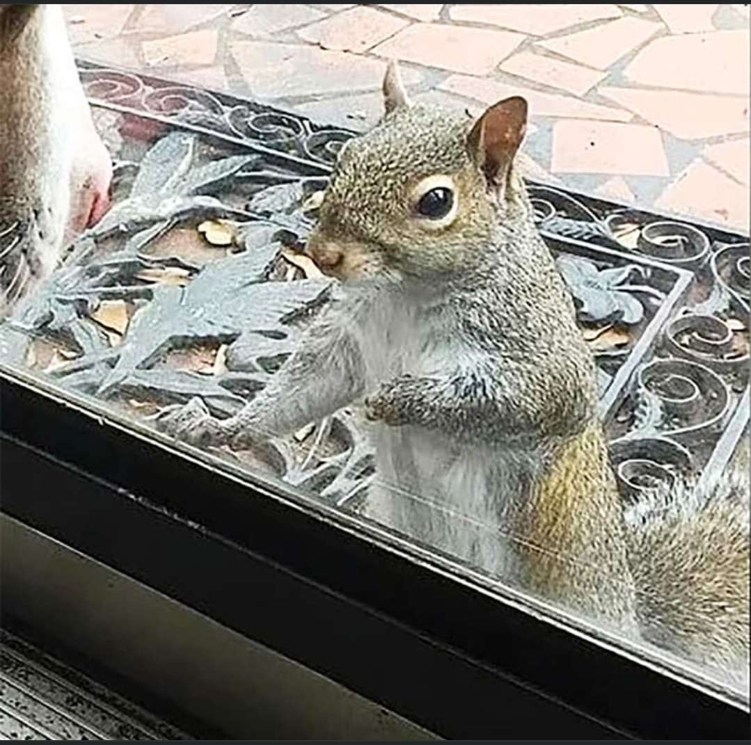 Begging squirrel Blank Meme Template
