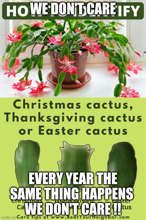 Christmas cactus | WE DON'T CARE; EVERY YEAR THE SAME THING HAPPENS 
WE DON'T CARE !! | image tagged in we don't care | made w/ Imgflip meme maker