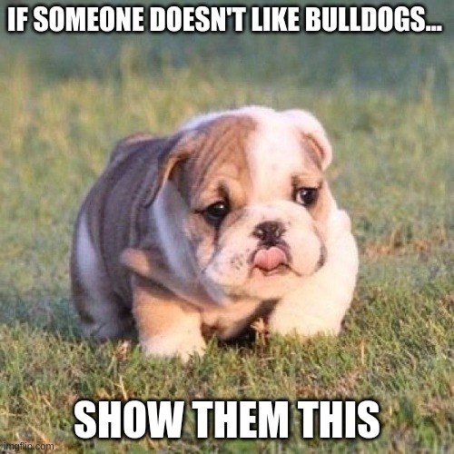 What a cute little guy | IF SOMEONE DOESN'T LIKE BULLDOGS... SHOW THEM THIS | image tagged in bulldog | made w/ Imgflip meme maker