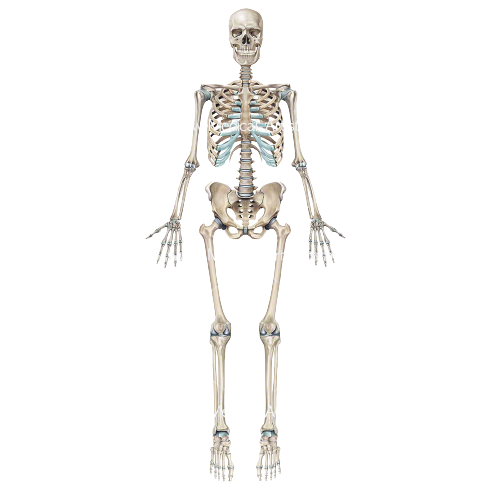 High Quality Skeleton Illustrations | Medical Illustrations of the Skeletal S Blank Meme Template