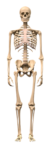 Full Body Skeleton Blank Meme Template