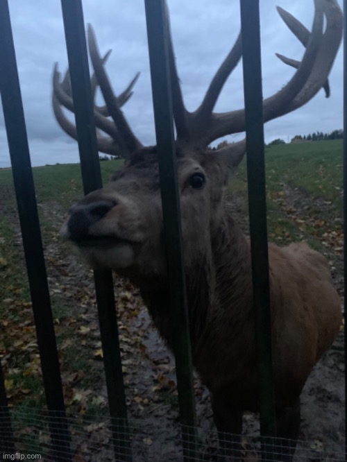 Deer in Latvia #1 | image tagged in deer,latvia,photos | made w/ Imgflip meme maker