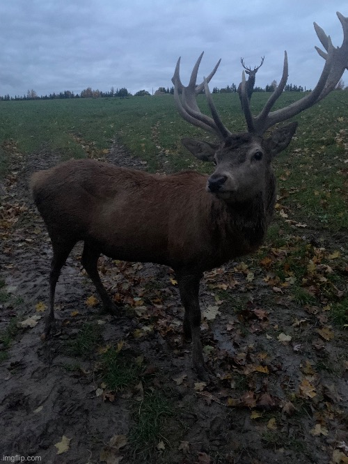 Deer in Latvia #2 | image tagged in deer,latvia,photos | made w/ Imgflip meme maker