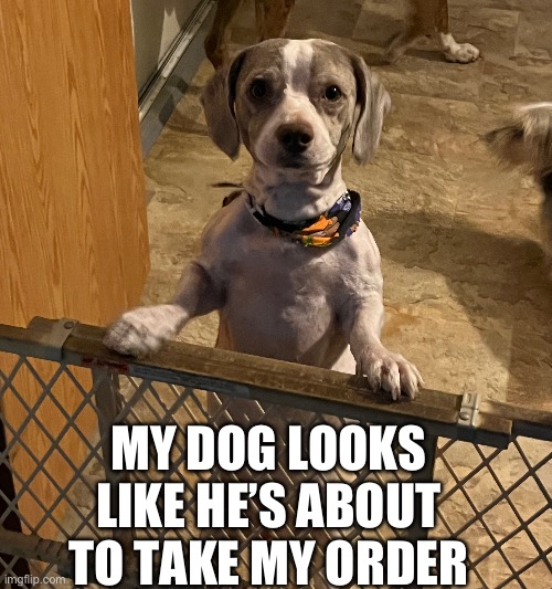 Kramer | MY DOG LOOKS LIKE HE’S ABOUT TO TAKE MY ORDER | made w/ Imgflip meme maker