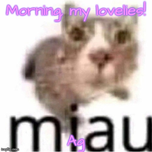 Ag | Morning, my lovelies! Ag | image tagged in miau,ag | made w/ Imgflip meme maker