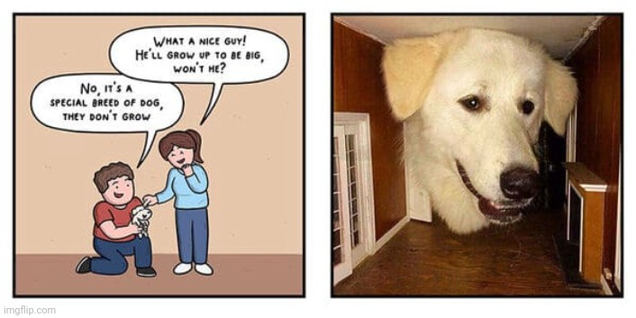 Grew up huge | image tagged in huge,dogs,dog,comics,comics/cartoons,breed | made w/ Imgflip meme maker