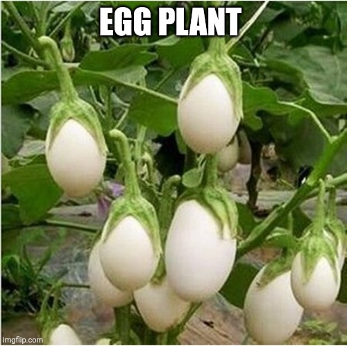 Egg plant | EGG PLANT | image tagged in egg,plant | made w/ Imgflip meme maker