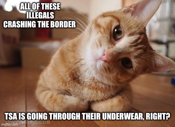 Seems like it would only be fair. | ALL OF THESE ILLEGALS CRASHING THE BORDER; TSA IS GOING THROUGH THEIR UNDERWEAR, RIGHT? | image tagged in curious question cat,tsa,politics,illegal immigration,terrorism,funny memes | made w/ Imgflip meme maker