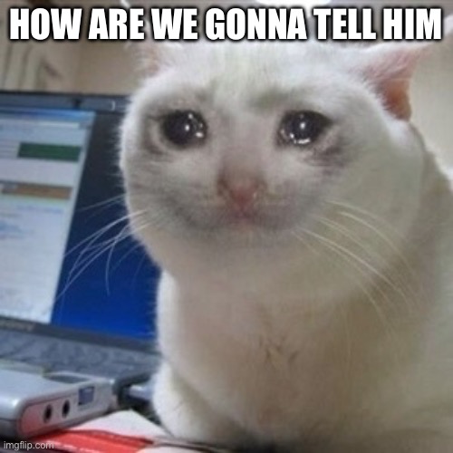 Crying cat | HOW ARE WE GONNA TELL HIM | image tagged in crying cat | made w/ Imgflip meme maker