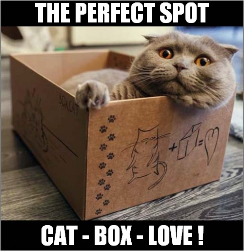 Cat In Box ! | THE PERFECT SPOT; CAT - BOX - LOVE ! | image tagged in cats,boxes,love | made w/ Imgflip meme maker