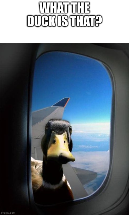 Let Me In Duck | WHAT THE DUCK IS THAT? | image tagged in let me in duck | made w/ Imgflip meme maker