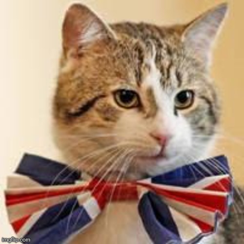 British cat | image tagged in british cat | made w/ Imgflip meme maker