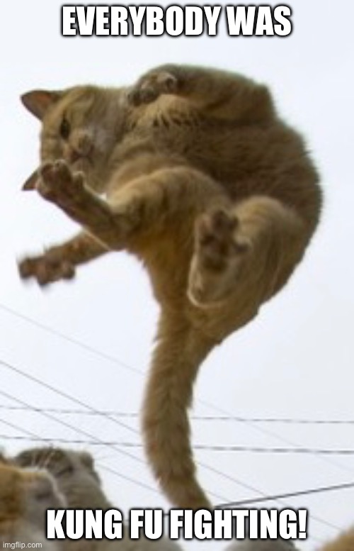 Kung fu cat | EVERYBODY WAS; KUNG FU FIGHTING! | image tagged in fun | made w/ Imgflip meme maker