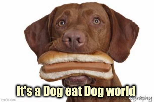 Dog eating hot dog | It's a Dog eat Dog world | image tagged in dog eating hot dog | made w/ Imgflip meme maker