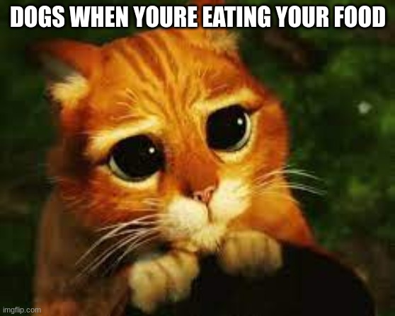 Oh, please don't give me that look. | DOGS WHEN YOURE EATING YOUR FOOD | image tagged in cute cat,begging | made w/ Imgflip meme maker