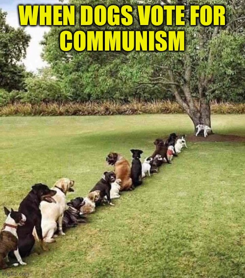 The Communal Pack | WHEN DOGS VOTE FOR
COMMUNISM | image tagged in dogs,packs,communism,lines,peeing,tree | made w/ Imgflip meme maker