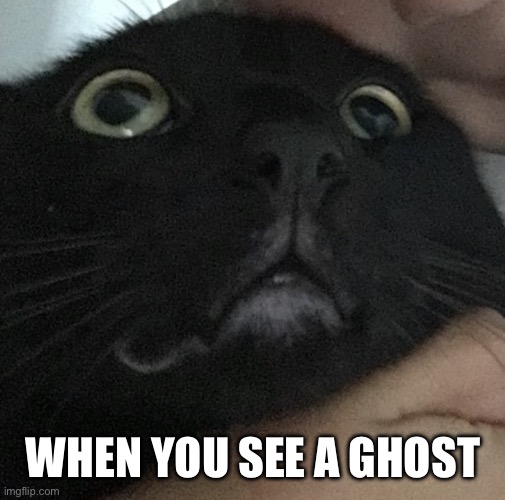 Happy spooky season | WHEN YOU SEE A GHOST | image tagged in scared cat,ghost | made w/ Imgflip meme maker