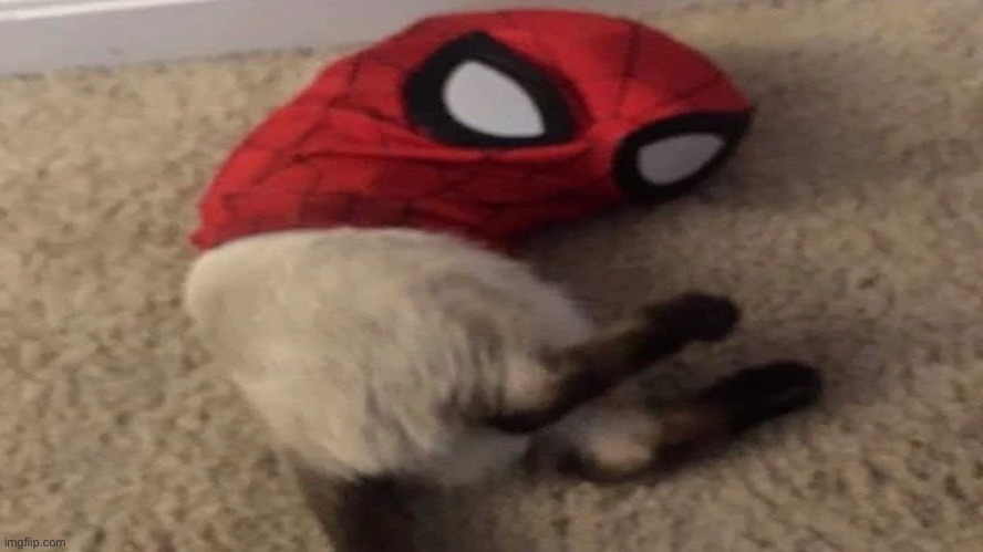 Spidercat | made w/ Imgflip meme maker