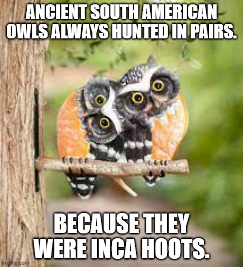 meme by Brad Inca hoots | ANCIENT SOUTH AMERICAN OWLS ALWAYS HUNTED IN PAIRS. BECAUSE THEY WERE INCA HOOTS. | image tagged in birds | made w/ Imgflip meme maker