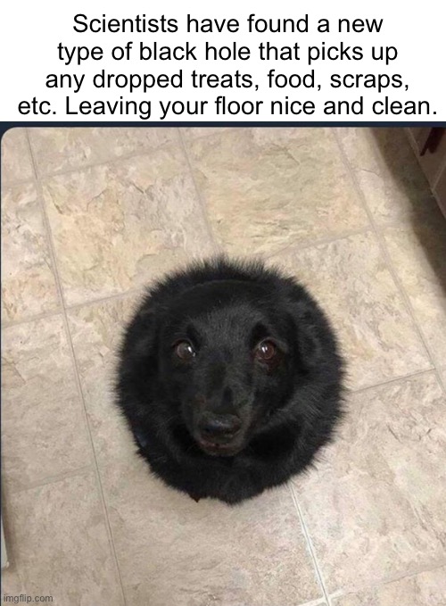 AMAZING DISCOVERY | Scientists have found a new type of black hole that picks up any dropped treats, food, scraps, etc. Leaving your floor nice and clean. | image tagged in memes,black hole,dogs | made w/ Imgflip meme maker