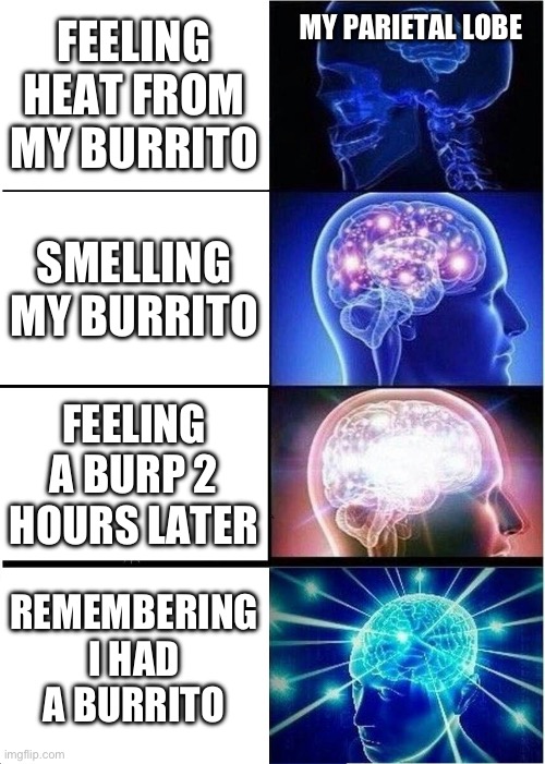 Expanding Brain | MY PARIETAL LOBE; FEELING HEAT FROM MY BURRITO; SMELLING MY BURRITO; FEELING A BURP 2 HOURS LATER; REMEMBERING I HAD A BURRITO | image tagged in memes,expanding brain | made w/ Imgflip meme maker