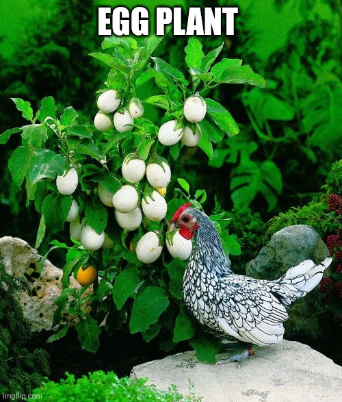 Egg plant | EGG PLANT | image tagged in eggplant,egg | made w/ Imgflip meme maker