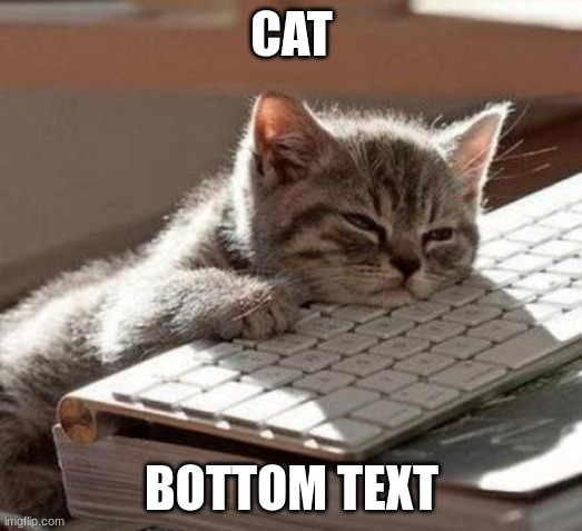 tired cat | CAT BOTTOM TEXT | image tagged in tired cat | made w/ Imgflip meme maker