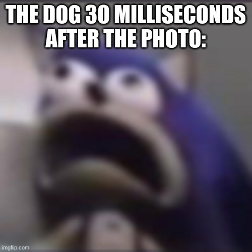 distress | THE DOG 30 MILLISECONDS AFTER THE PHOTO: | image tagged in distress | made w/ Imgflip meme maker