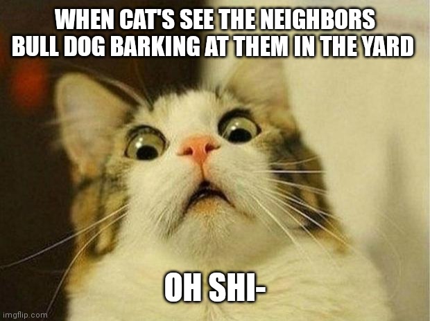 Oh shit | WHEN CAT'S SEE THE NEIGHBORS BULL DOG BARKING AT THEM IN THE YARD; OH SHI- | image tagged in memes,scared cat,oh shit memes,meme,cat memes,oh shit cat | made w/ Imgflip meme maker