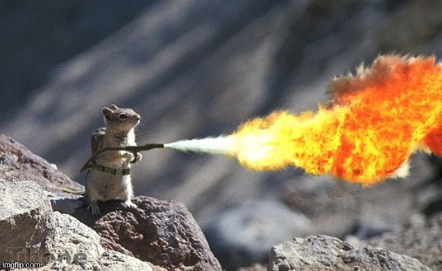 Flame War Squirrel | image tagged in flame war squirrel | made w/ Imgflip meme maker