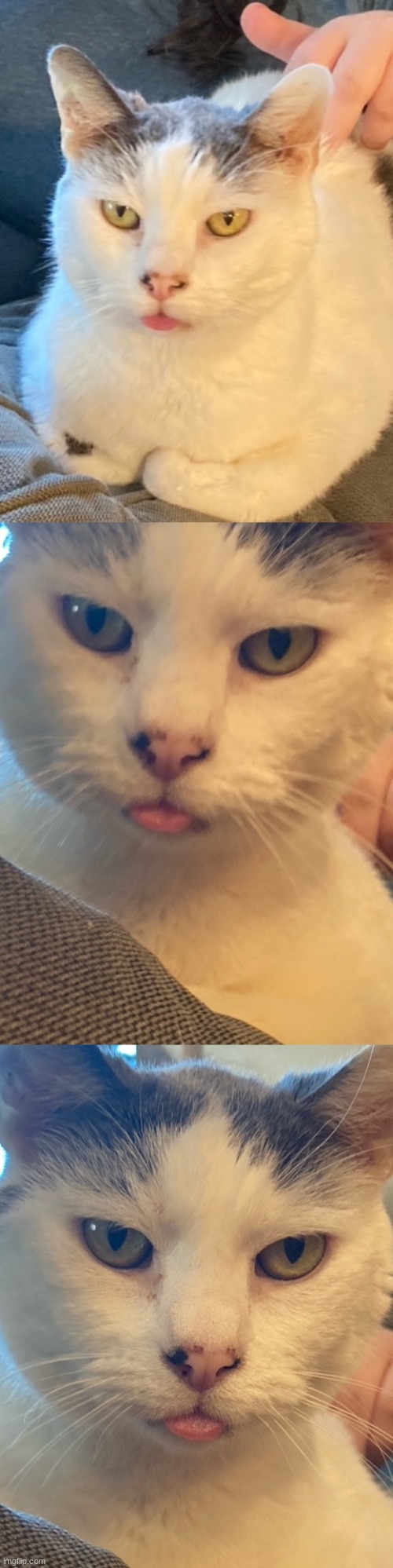 my sister was petting my cat and he started blepping | made w/ Imgflip meme maker