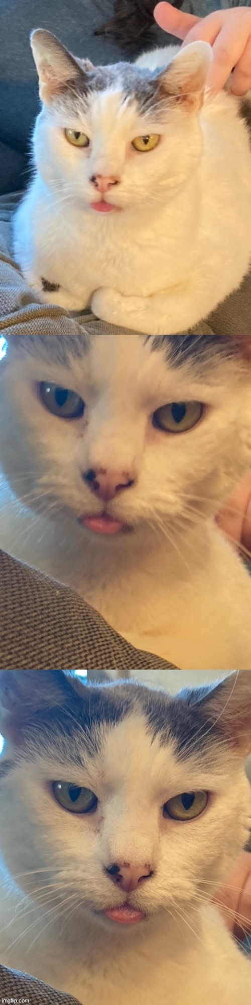 cat blepping | image tagged in cats,cute,cat | made w/ Imgflip meme maker
