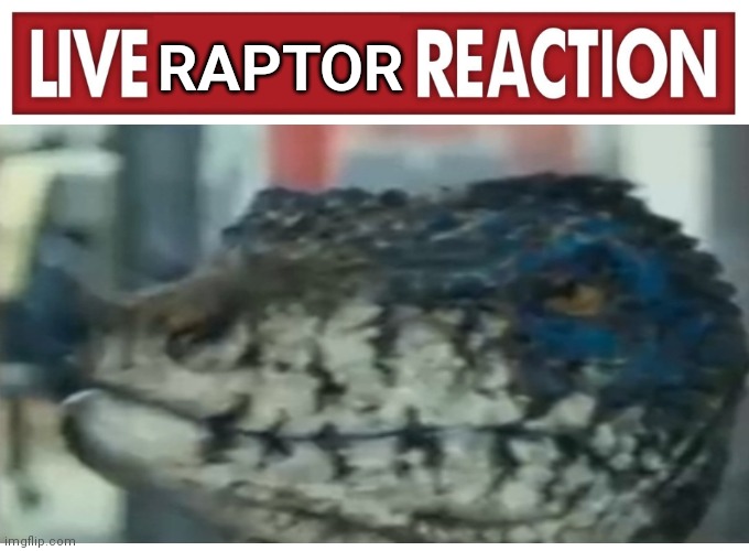 Why did you do that | RAPTOR | image tagged in live reaction | made w/ Imgflip meme maker