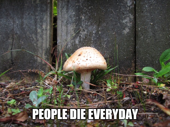 mushroom | PEOPLE DIE EVERYDAY | image tagged in mushroom | made w/ Imgflip meme maker