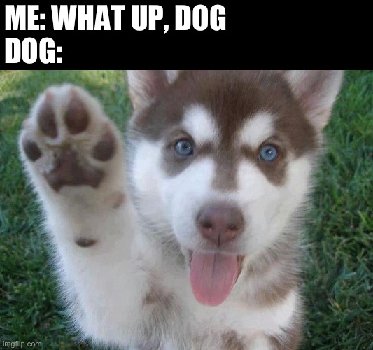 This is my happy place | ME: WHAT UP, DOG
DOG: | image tagged in high five | made w/ Imgflip meme maker
