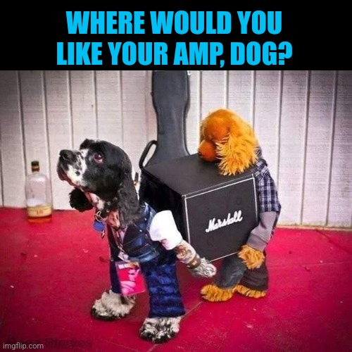 Roadie dogs | WHERE WOULD YOU LIKE YOUR AMP, DOG? | image tagged in dogs,musicians,roadies,funny,halloween,memes | made w/ Imgflip meme maker
