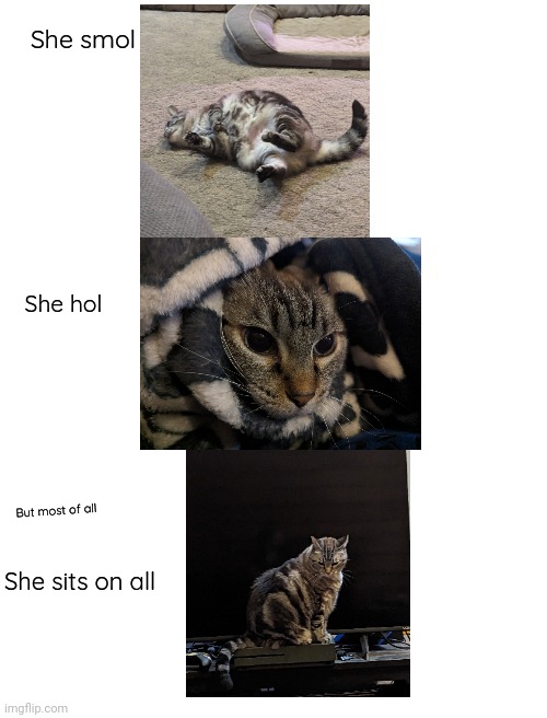 All who I catch copyrighting this will be caught and sent to court | She smol; She hol; But most of all; She sits on all | image tagged in supreme court,if caught copyrighting,cat | made w/ Imgflip meme maker