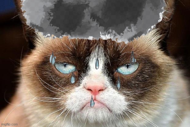 Grumpy Cat Not Amused Meme | image tagged in memes,grumpy cat not amused,grumpy cat | made w/ Imgflip meme maker