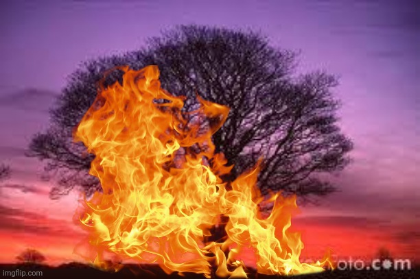 Tree | image tagged in tree | made w/ Imgflip meme maker