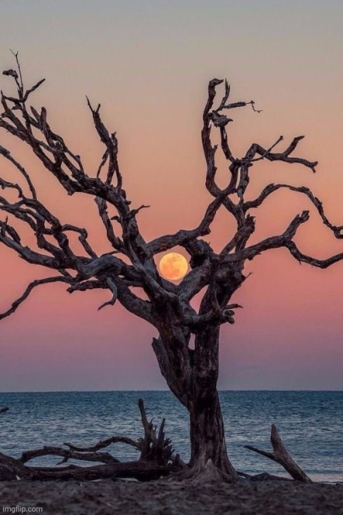 JUST BEAUTIFUL | image tagged in moon,tree | made w/ Imgflip meme maker