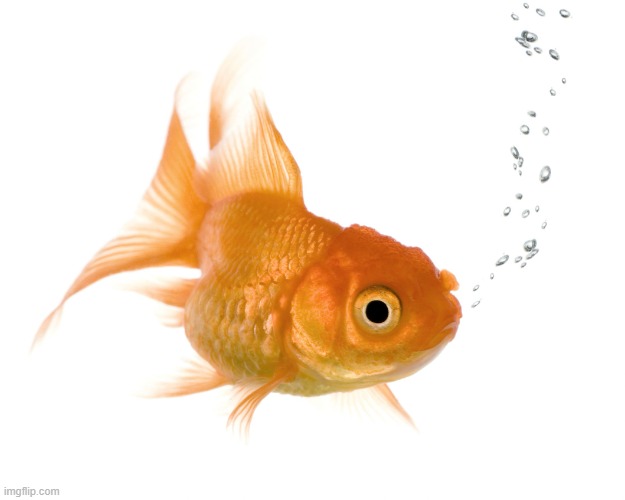 Bad Memory Goldfish | image tagged in bad memory goldfish | made w/ Imgflip meme maker