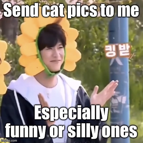 I’m bored (real cats no furries) | Send cat pics to me; Especially funny or silly ones | made w/ Imgflip meme maker