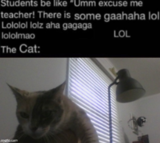 THIS IS A cat | image tagged in shidpost made by funkemonke5555555 | made w/ Imgflip meme maker