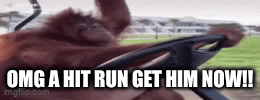 Orangutan driving a golf cart outdoors