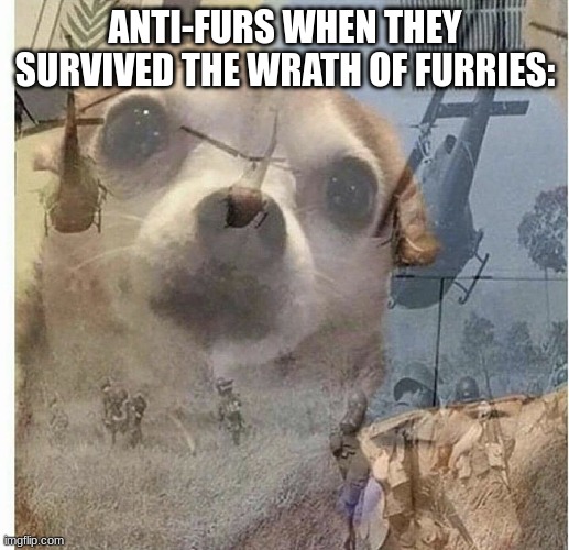 PTSD Chihuahua | ANTI-FURS WHEN THEY SURVIVED THE WRATH OF FURRIES: | image tagged in ptsd chihuahua | made w/ Imgflip meme maker