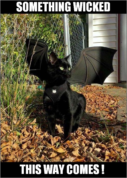 Cat Bat ! | SOMETHING WICKED; THIS WAY COMES ! | image tagged in cats,bat,wicked | made w/ Imgflip meme maker